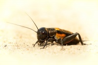 Cvrcek polni - Gryllus campestris - Field Cricket 9440